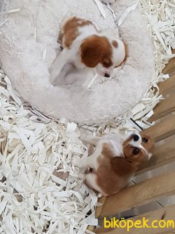 CAVALİER KING CHARLES YAVRULARI 2