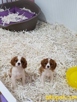 CAVALİER KING CHARLES YAVRULARI 1