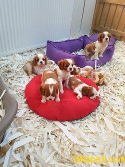CAVALİER KING CHARLES YAVRULARI 2