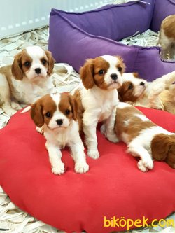 CAVALİER KING CHARLES YAVRULARI 1
