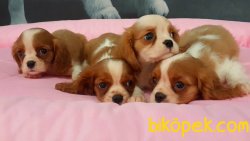 CAVALİER KING CHARLES YAVRULARI 1
