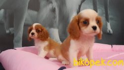 CAVALİER KING CHARLES YAVRULARI 5