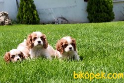 CAVALİER KING CHARLES YAVRULARI 1
