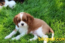 CAVALİER KING CHARLES YAVRULARI 2