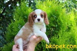 CAVALİER KING CHARLES YAVRULARI 3