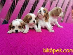 Mükemmel Cavalier King Charles Yavruları 3