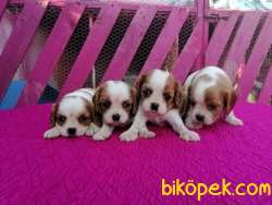 Mükemmel Cavalier King Charles Yavruları 2