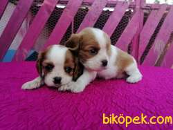 Mükemmel Cavalier King Charles Yavruları 1