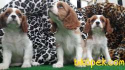 CAVALİER KING CHARLES YAVRULARI 2