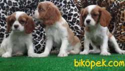 CAVALİER KING CHARLES YAVRULARI 3