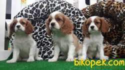 CAVALİER KING CHARLES YAVRULARI 5