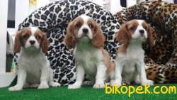 CAVALİER KING CHARLES YAVRULARI 1