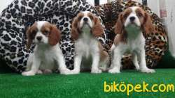 CAVALİER KING CHARLES YAVRULARI 4