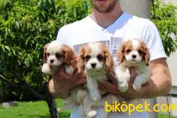 CAVALİER KING CHARLES YAVRULARI 3
