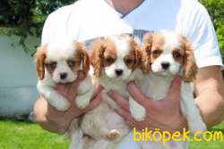 CAVALİER KING CHARLES YAVRULARI 2