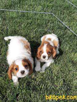 Cavalier King Charles Yavruları 5