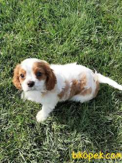 Cavalier King Charles Yavruları 1