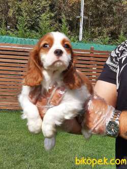 Cavalier King Charles Yavruları 4