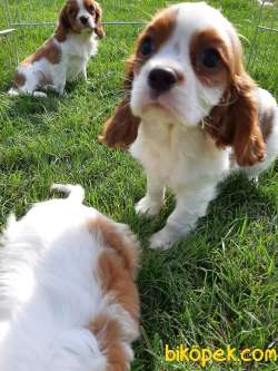 CAVALİER KING CHARLES YAVRULARI 2