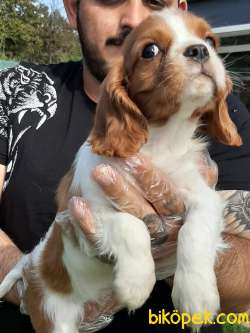 CAVALİER KING CHARLES YAVRULARI 4