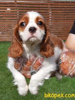 CAVALİER KING CHARLES YAVRULARI 5