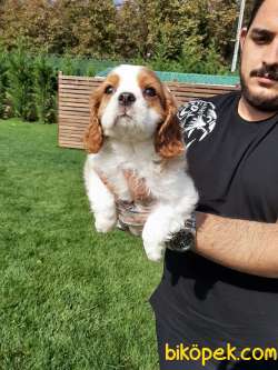 CAVALİER KING CHARLES YAVRULARI 1