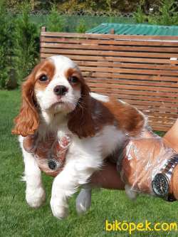 CAVALİER KING CHARLES YAVRULARI 5