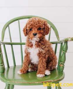 Muhtesem Cavapoo Yavruları