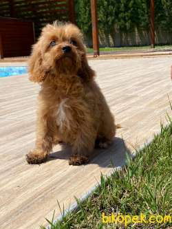 Cavalier King Charles Yavruları 2