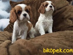 CAVALİER KING CHARLES YAVRULARI DETAYLAR İÇİN ILETİŞİME GEÇİNİZ 2