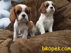 CAVALİER KING CHARLES YAVRULARI DETAYLAR İÇİN ILETİŞİME GEÇİNİZ 3
