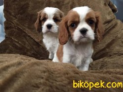 CAVALİER KING CHARLES YAVRULARI DETAYLAR İÇİN ILETİŞİME GEÇİNİZ 1