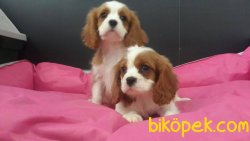 CAVALİER KING CHARLES YAVRULARI DETAYLAR İÇİN ILETİŞİME GEÇİNİZ 1