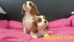 CAVALİER KING CHARLES YAVRULARI DETAYLAR İÇİN ILETİŞİME GEÇİNİZ 3