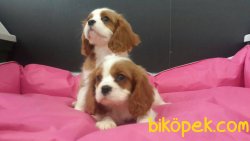 CAVALİER KING CHARLES YAVRULARI DETAYLAR İÇİN ILETİŞİME GEÇİNİZ 2