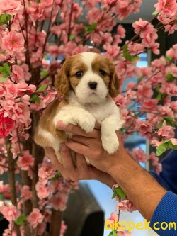 Cavalier King Charles Yavrularıımız Gelmiştir 4
