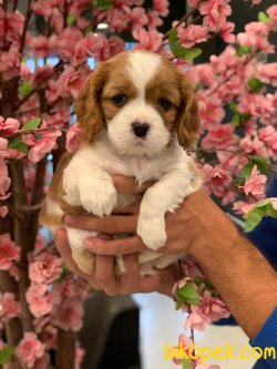 Cavalier King Charles Yavrularıımız Gelmiştir 3