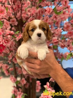 Cavalier King Charles Yavrularıımız Gelmiştir 1