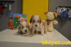 Cavalier King Charles Yavrularıımız Gelmiştir 2