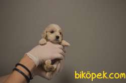 Cavalier King Charles Yavrularıımız Gelmiştir 4