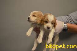 Cavalier King Charles Yavrularıımız Gelmiştir 1