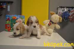 Cavalier King Charles Yavrularıımız Gelmiştir 3