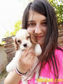 Cavalier King Charles Yavrularımız 3