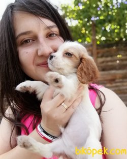 Cavalier King Charles Yavrularımız 1