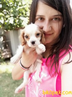 Cavalier King Charles Yavrularımız 2