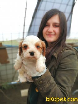 Cavalier King Charles Yavrularımız 1