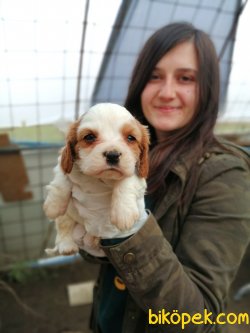 Cavalier King Charles Yavrularımız 2