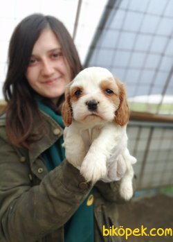 Cavalier King Charles Yavrularımız 3