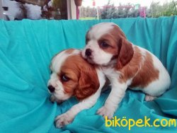 Cavalier King Charles Yavrularımız 5