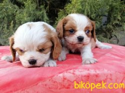 Cavalier King Charles Yavrularımız 2
